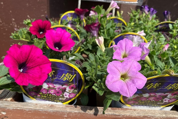 母の日のことと花苗入荷情報_a0201358_14535315.jpg