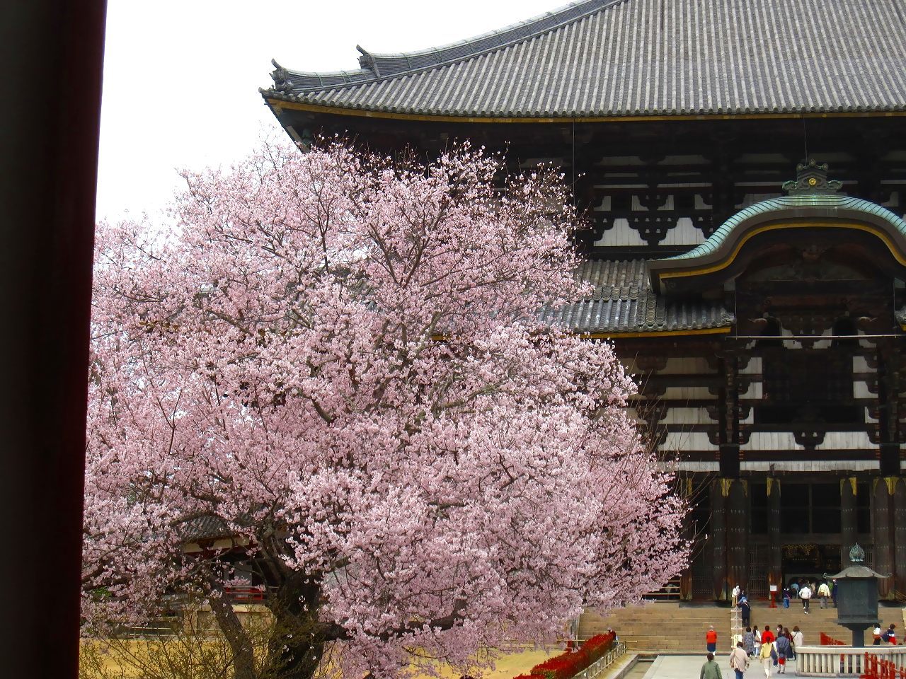 二月堂 桜