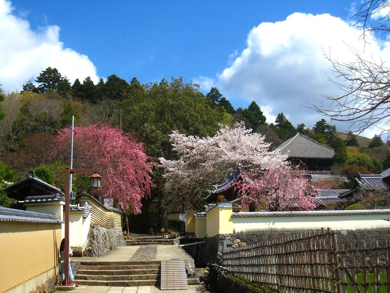 桜の花咲く風景―その2（東大寺南大門、大仏殿＆二月堂裏参道） : 続