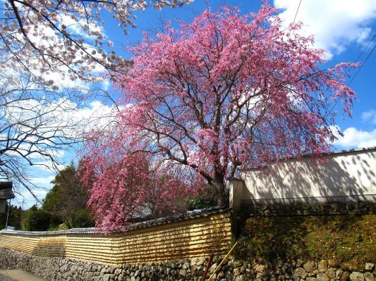 桜の花咲く風景―その2（東大寺南大門、大仏殿＆二月堂裏参道