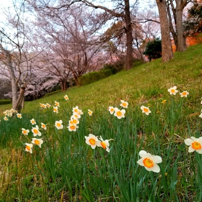 ご近所桜 ＊ 夕映えの桜と雪柳♪_f0236260_21381843.jpg