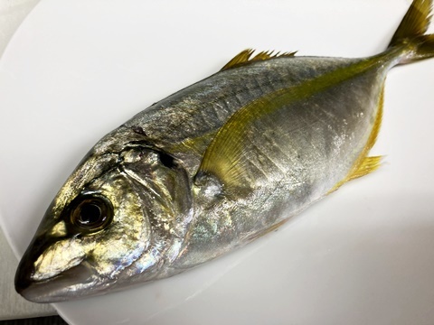 縞鰺