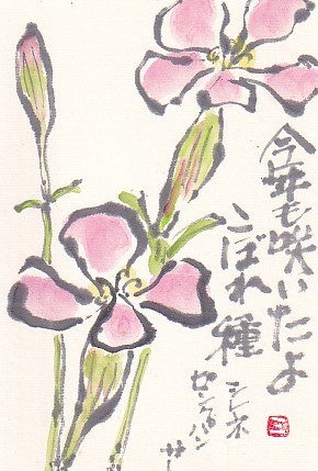こぼれ花 シレネ 絵手紙の小窓