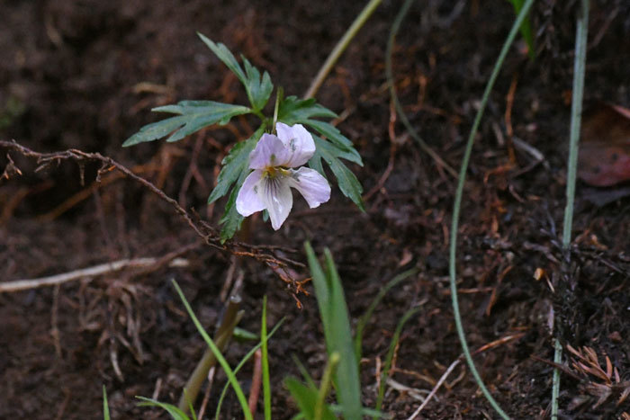 山里の春！＜菫・つつじ他＞_e0248688_18425383.jpg