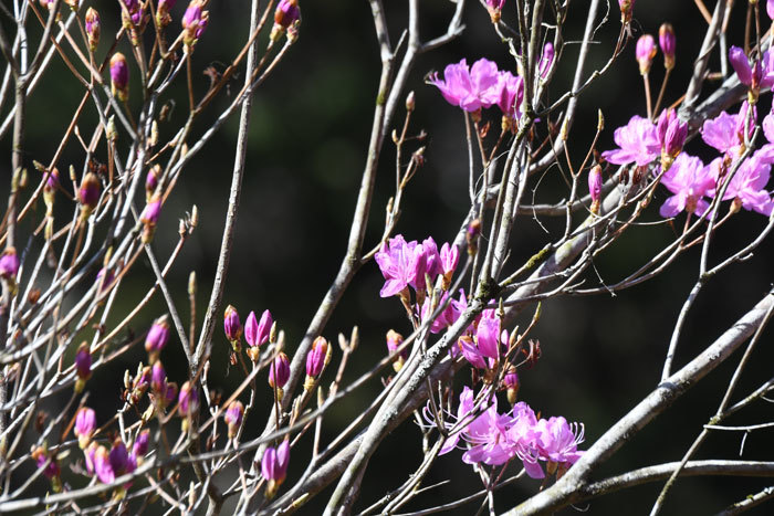 山里の春！＜菫・つつじ他＞_e0248688_18440945.jpg