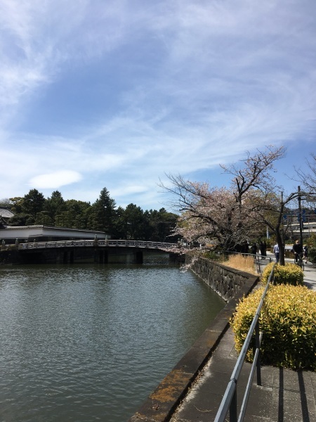 名残りの桜　千鳥ヶ淵_b0417696_23553126.jpeg