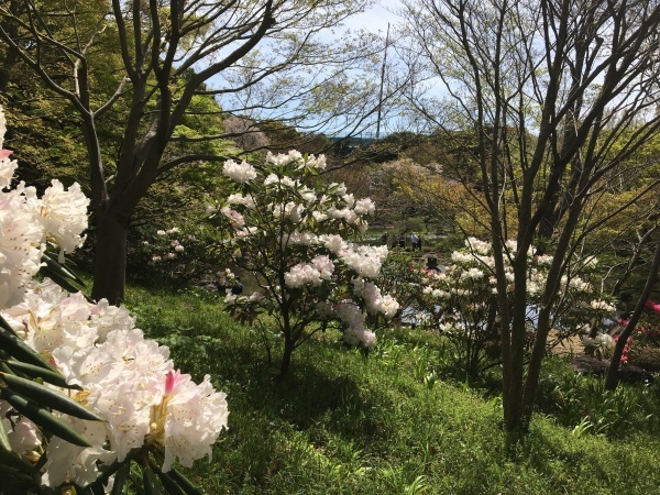 名残りの桜　千鳥ヶ淵_b0417696_23594599.jpeg