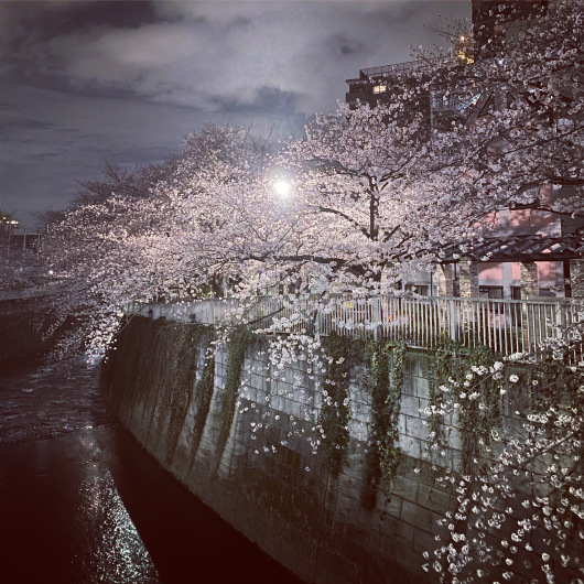 天使さんと夜桜_c0203401_16053675.jpeg