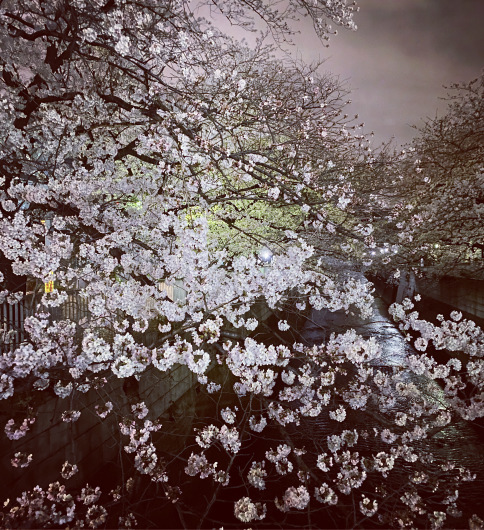 天使さんと夜桜_c0203401_16072246.jpeg