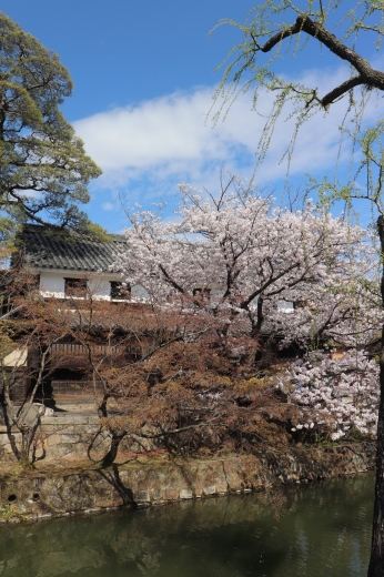 桜満開の倉敷。_a0213806_08485245.jpeg