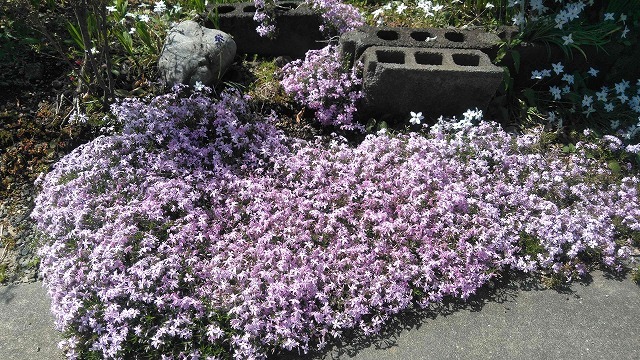 2022年4月　春を待ちわびていた花々が咲き誇る駿河台三丁目のお宅_f0141310_07274876.jpg