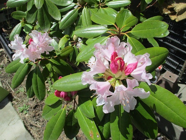2022年4月　春を待ちわびていた花々が咲き誇る駿河台三丁目のお宅_f0141310_07275404.jpg
