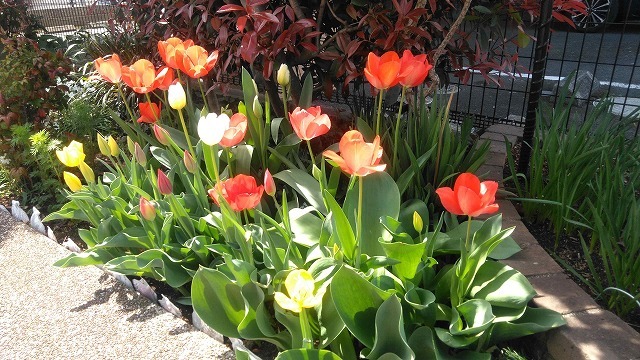 2022年4月　春を待ちわびていた花々が咲き誇る駿河台三丁目のお宅_f0141310_07280133.jpg