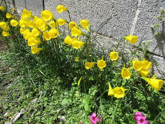 2022年4月　春を待ちわびていた花々が咲き誇る駿河台三丁目のお宅_f0141310_07284026.jpg