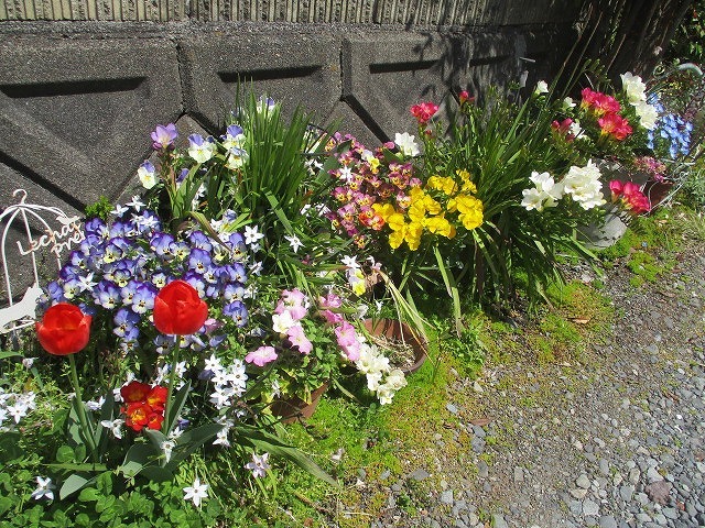 2022年4月 春を待ちわびていた花々が咲き誇る駿河台三丁目のお宅_f0141310_07285375.jpg