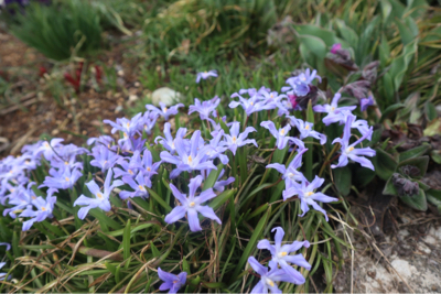 小さな花たちから咲きます_f0067514_14550587.jpg