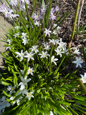小さな花たちから咲きます_f0067514_14583490.jpg