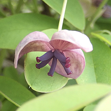 アケビの雌雄花 樹木見て歩き