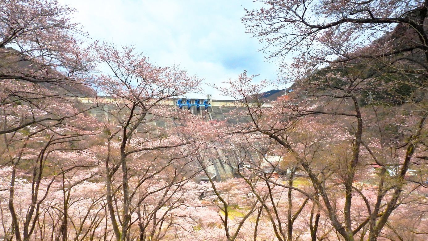 渡良瀬渓谷鐡道サクラ紀行(3)・・・神戸駅から不動滝の撮り直しへ。その前に草木ダムとソメイヨシノを!_a0031821_13421689.jpg