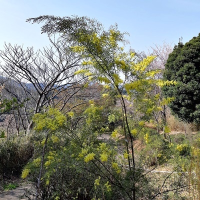三郷山はもう散っていました_f0129726_18543562.jpg