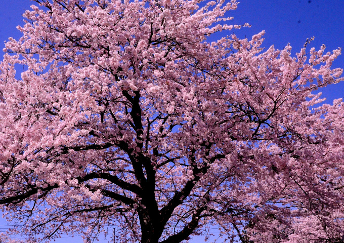  大石寺の桜の花と、富士山を撮る_f0222533_16493856.jpg