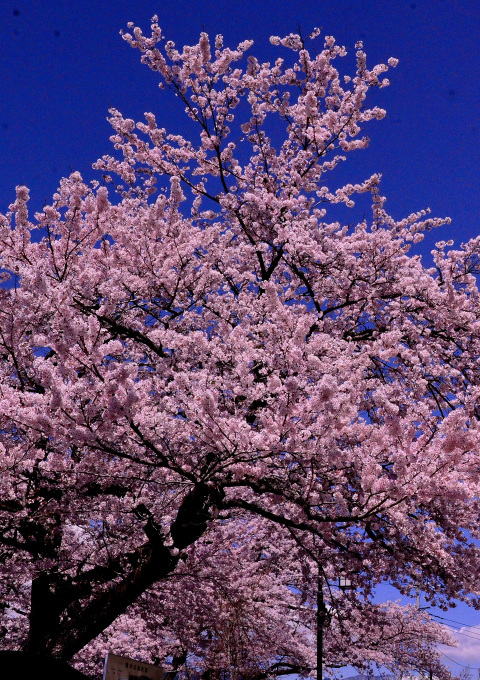  大石寺の桜の花と、富士山を撮る_f0222533_16513069.jpg