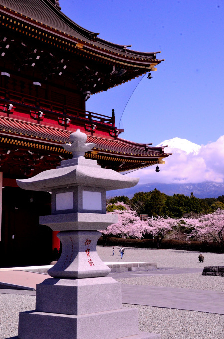  大石寺の桜の花と、富士山を撮る_f0222533_16535791.jpg