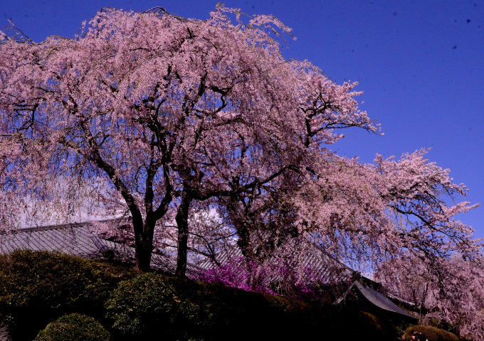 大石寺の桜の花と、富士山を撮る_f0222533_16565156.jpg
