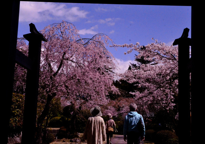  大石寺の桜の花と、富士山を撮る_f0222533_17011853.jpg