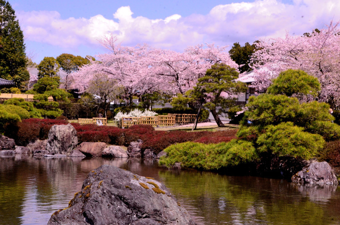  大石寺の桜の花と、富士山を撮る_f0222533_17043392.jpg