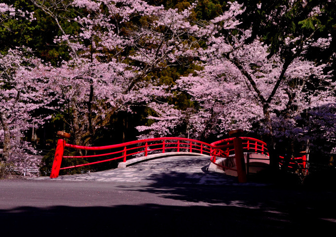  大石寺の桜の花と、富士山を撮る_f0222533_17062036.jpg