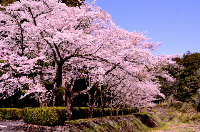  大石寺の桜の花と、富士山を撮る_f0222533_17122813.jpg