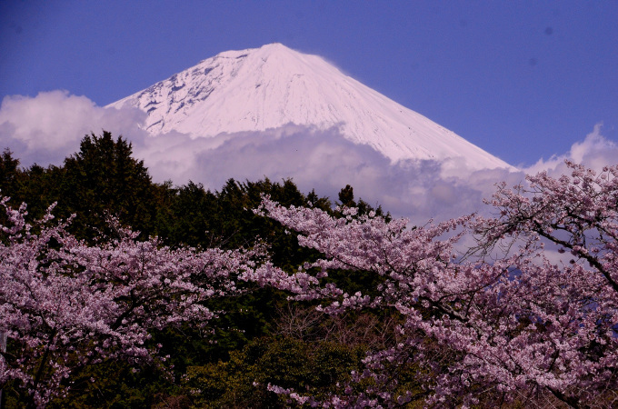  大石寺の桜の花と、富士山を撮る_f0222533_17133481.jpg