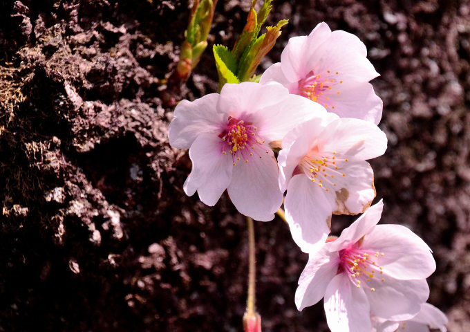  大石寺の桜の花と、富士山を撮る_f0222533_17343000.jpg