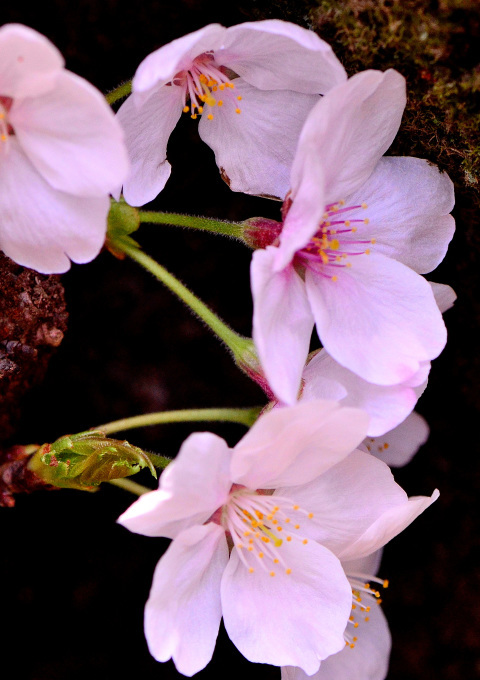  大石寺の桜の花と、富士山を撮る_f0222533_17355849.jpg