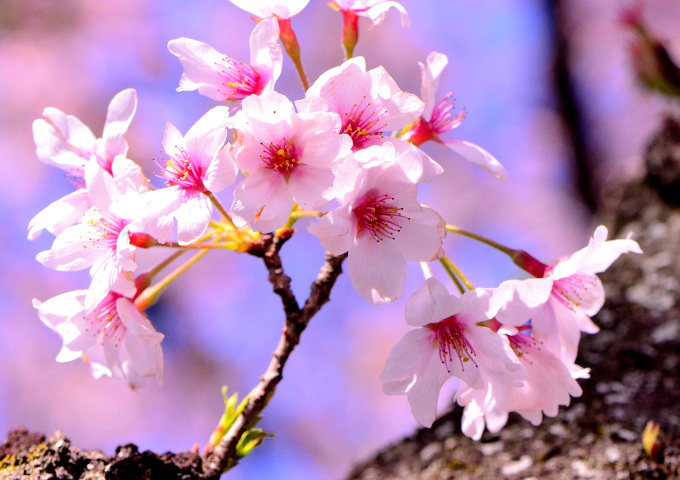  大石寺の桜の花と、富士山を撮る_f0222533_17363413.jpg