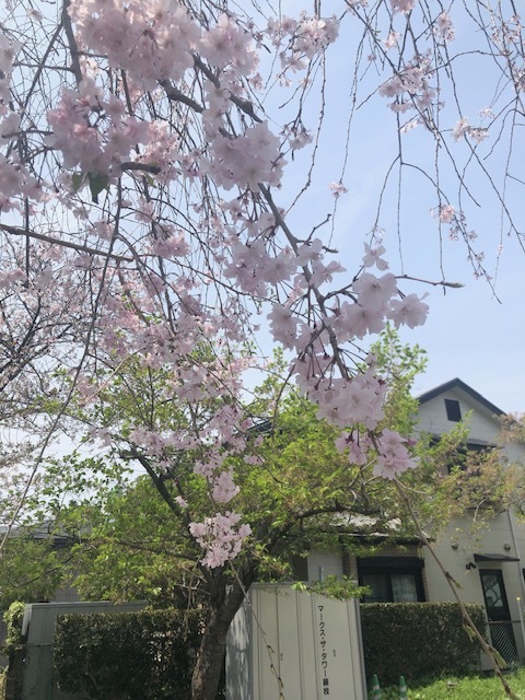 名残り桜_b0208246_13323492.jpg