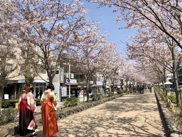 【鎌倉 段葛の桜】まだ見頃_b0009849_12342694.jpeg