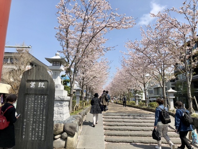 【鎌倉 段葛の桜】まだ見頃_b0009849_12370352.jpeg