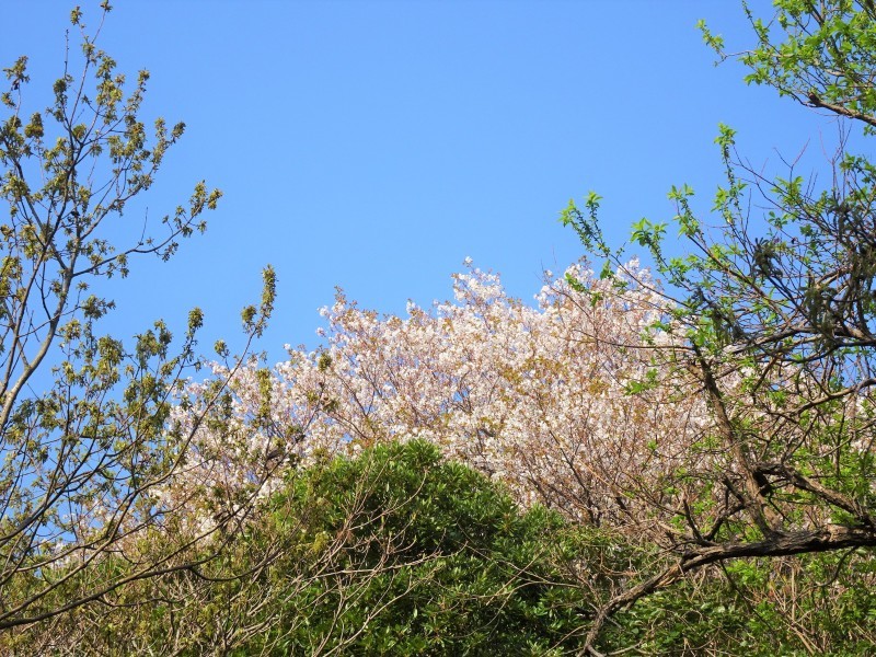 春の日差しの中での活動は楽しい・・・定例活動日_c0108460_16001221.jpg