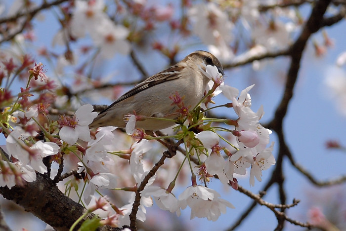桜に....ニュウナイスズメ_f0400360_23015093.jpg