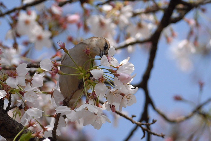 桜に....ニュウナイスズメ_f0400360_23015802.jpg