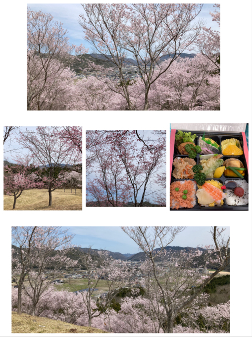桜の季節_b0328361_20290343.jpeg