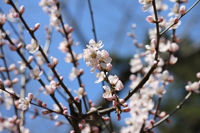 弘前公園で春探しと城門の実寸大印刷シート_2022.04.07撮影_d0131668_15495789.jpg