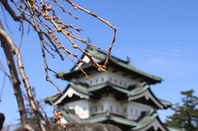 弘前公園で春探しと城門の実寸大印刷シート_2022.04.07撮影_d0131668_15523078.jpg