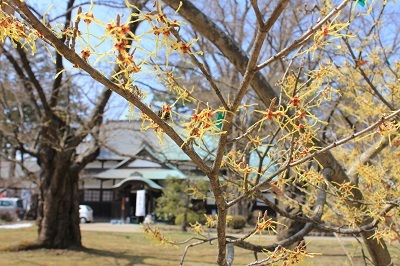 弘前公園で春探しと城門の実寸大印刷シート_2022.04.07撮影_d0131668_16061371.jpg