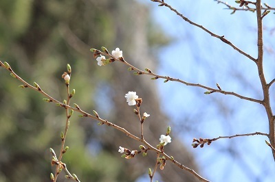 弘前公園で春探しと城門の実寸大印刷シート_2022.04.07撮影_d0131668_16084233.jpg