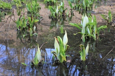 弘前公園で春探しと城門の実寸大印刷シート_2022.04.07撮影_d0131668_16400916.jpg