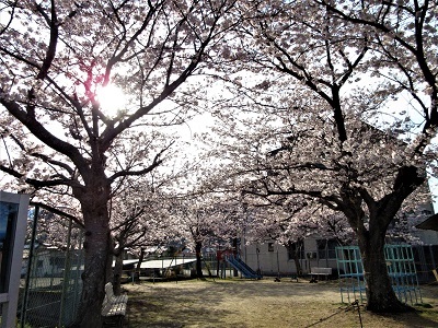 「町中華」があるなら「町桜」があってもいい_e0175370_13411547.jpg