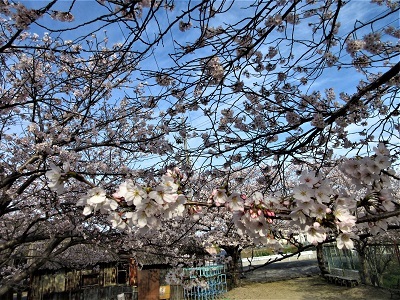 「町中華」があるなら「町桜」があってもいい_e0175370_13412383.jpg